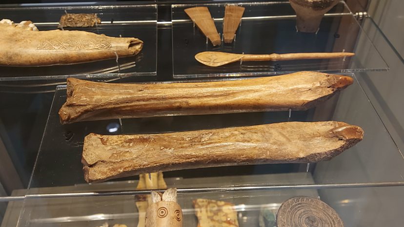 A picture of bones sitting a glass display, suggesting that it might be from an exhibition.