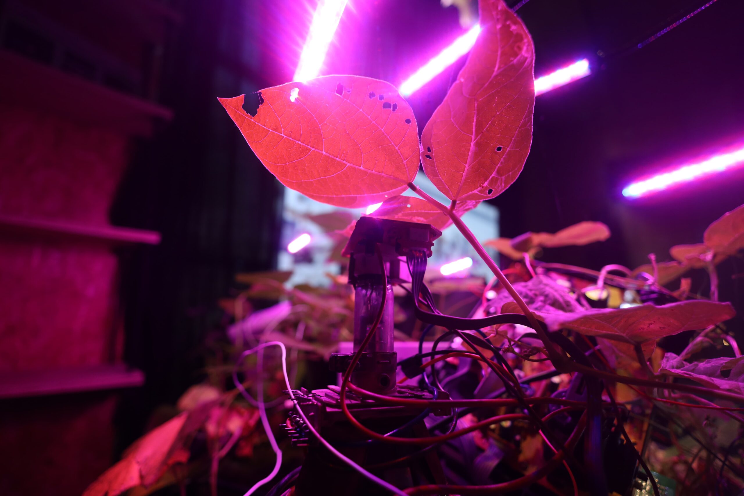 Close-up of a plant with broad leaves illuminated by bright pink and purple LED grow lights, surrounded by visible wires and electronic components in a dark indoor setting.