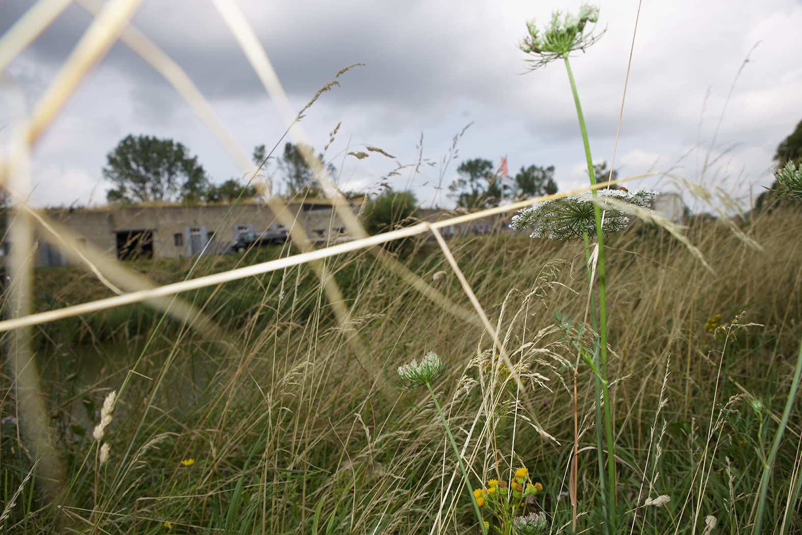 Looking through grass and wild flowers across a field with buildings out of focus in the distance. A heavy cloudy sky above.