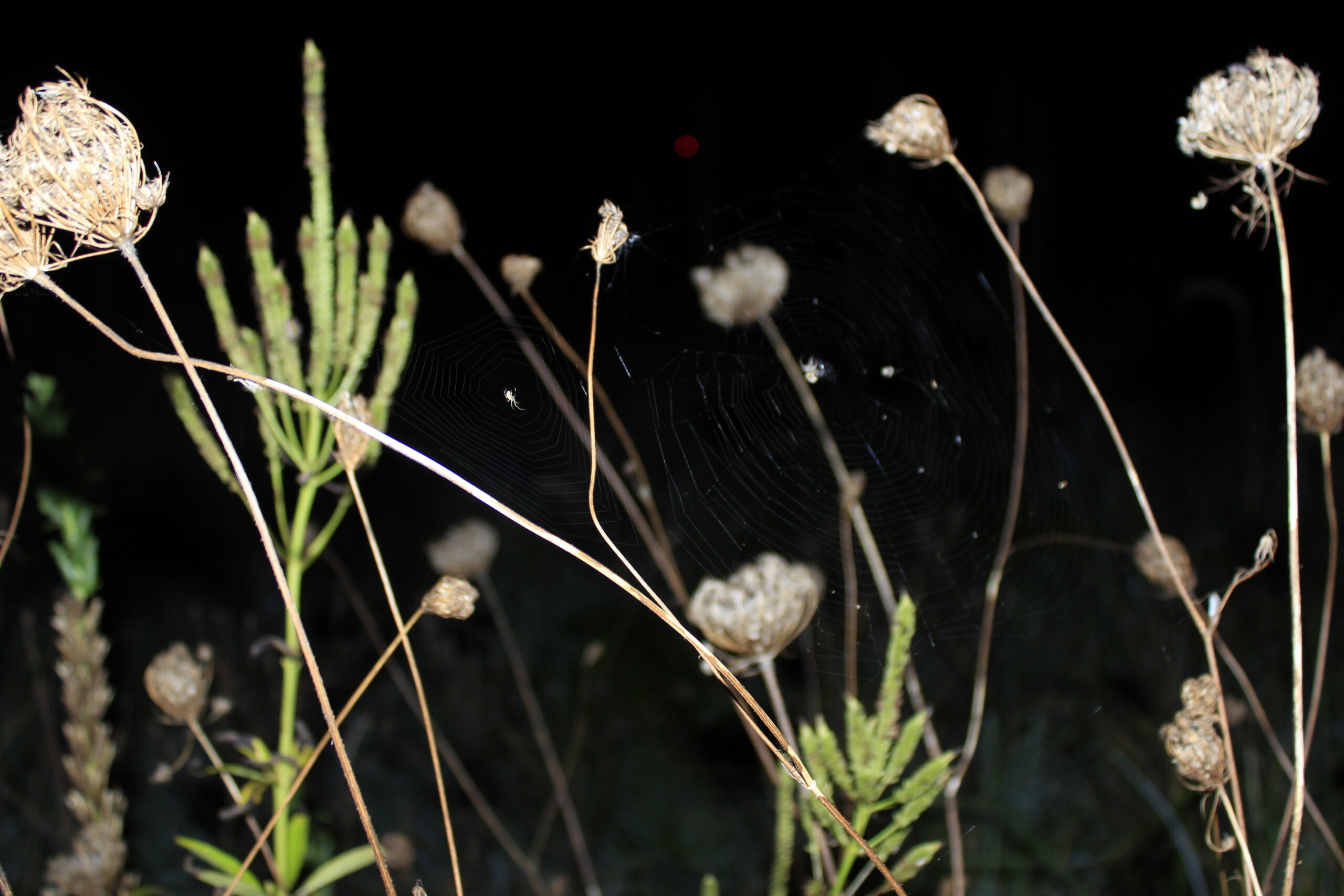 Taken at the Kunsfort Biodiversity Field.Photo by Ella Prokkola Close up of wild flowers at night.